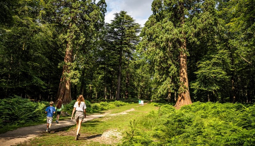 Tall Trees Trail